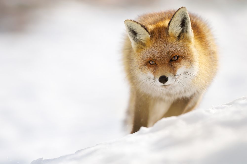 Photograph by Marco Rondi