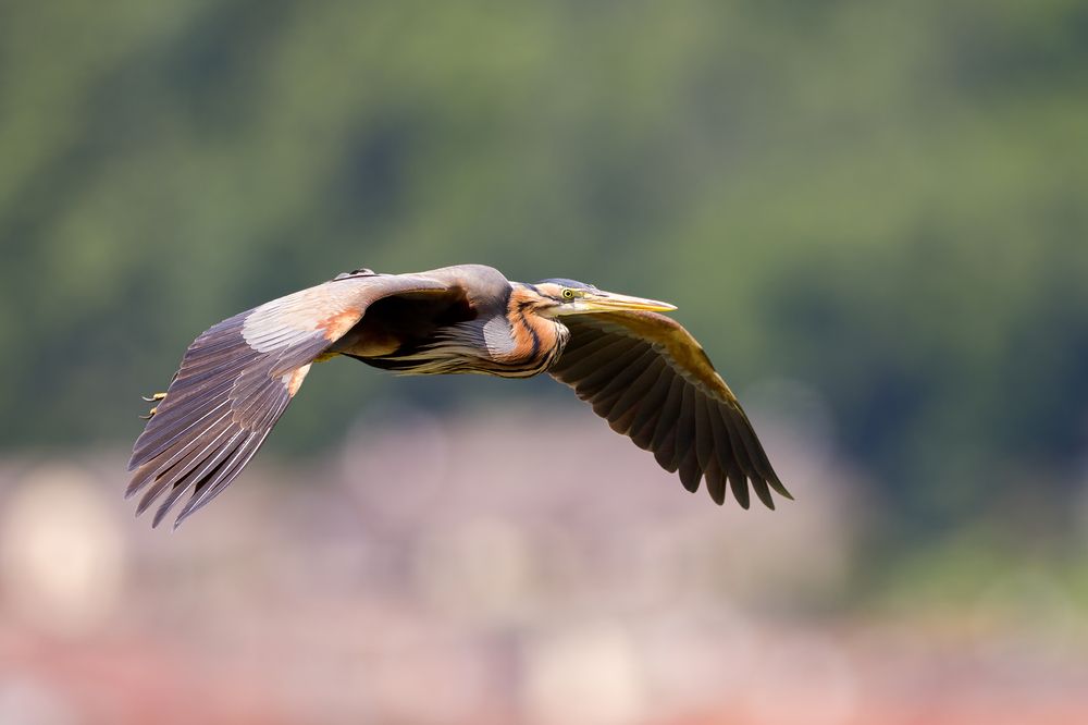 Photograph by Marco Rondi