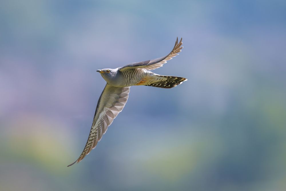 Photograph by Marco Rondi