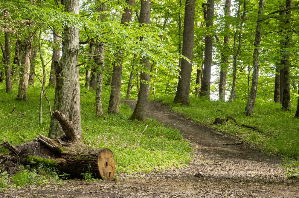 Лесопарк мэздах - Майкоп