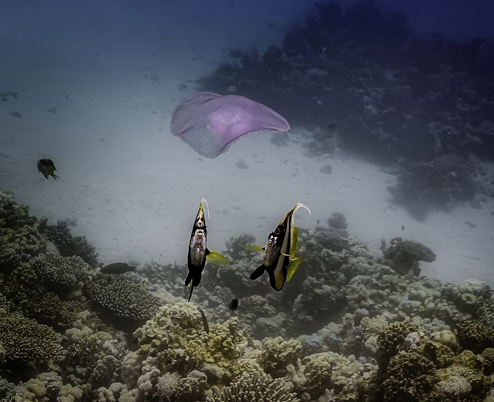 Photograph by Дмитрий Плотников