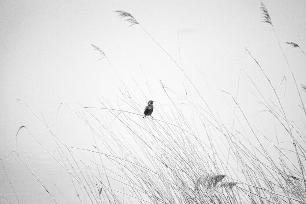 Photograph by aidin bakhtiari
