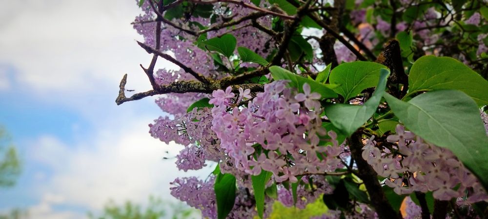 Photograph by Mishel Photographer