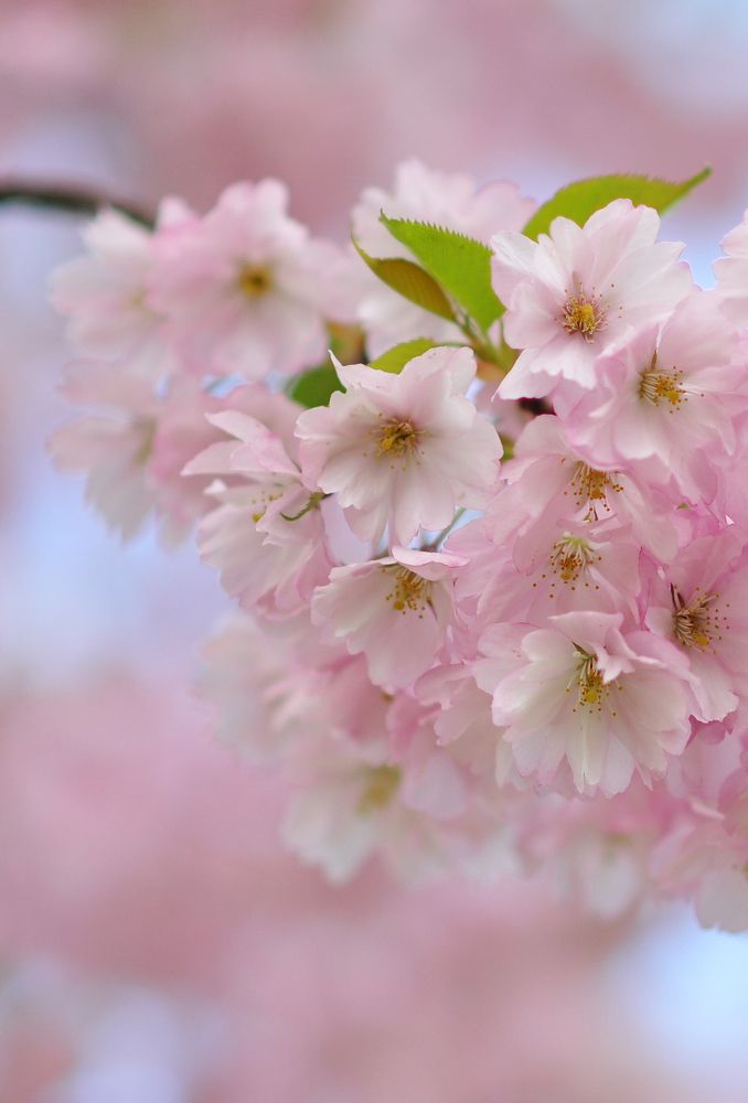 Сакура в цвету.