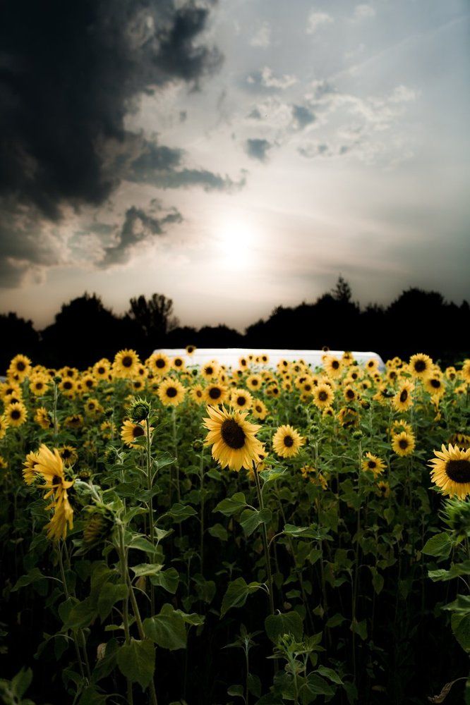 Под солнцем