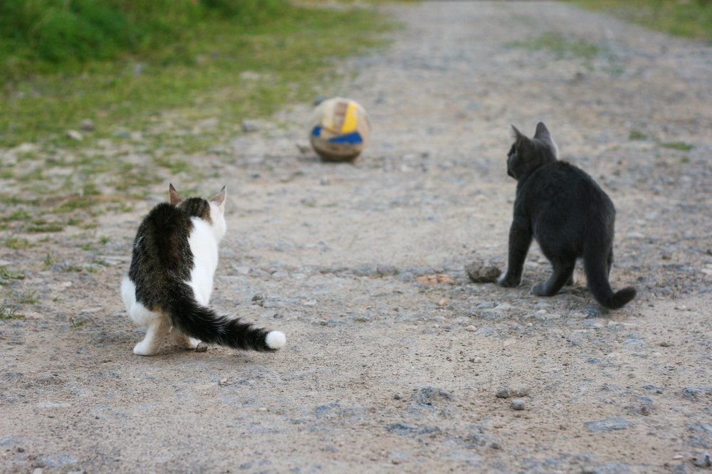 На старт,внимание,марш!