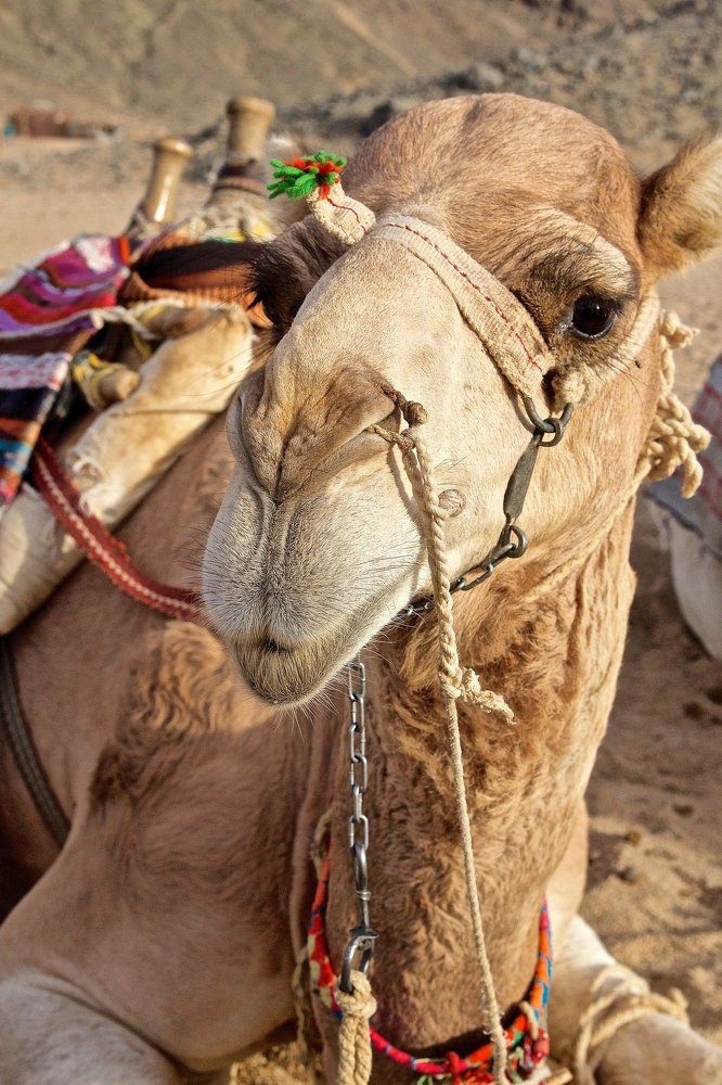 Удивленный верблюд