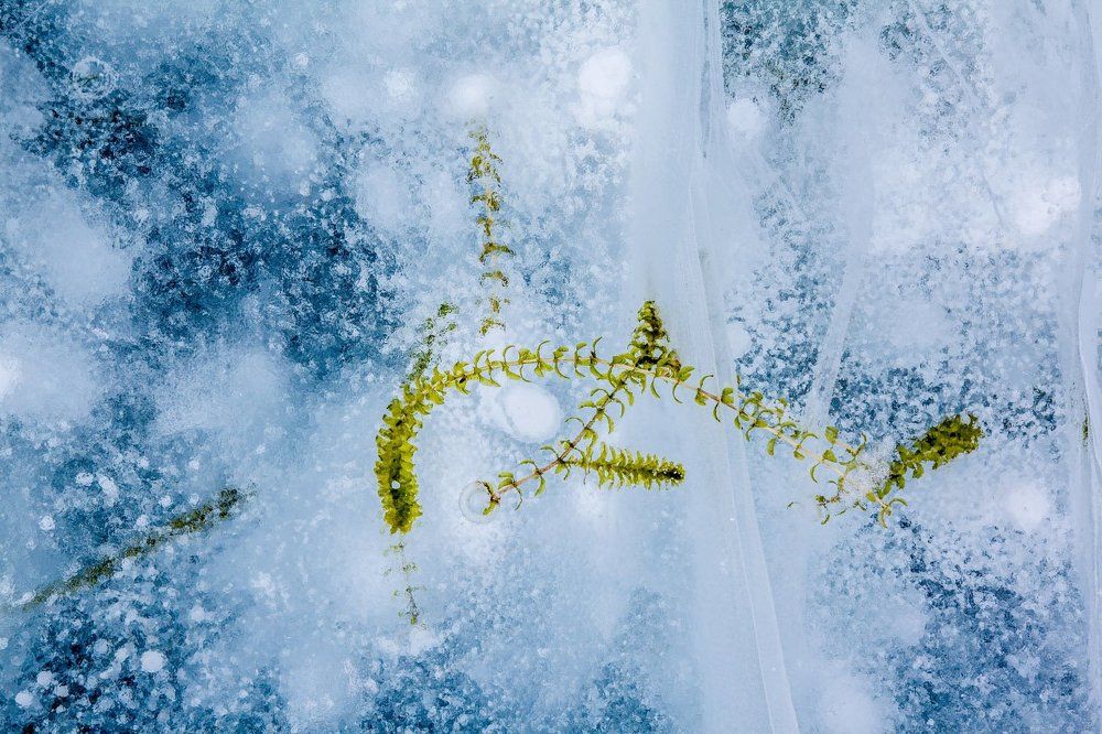 Вмерзшие в лед