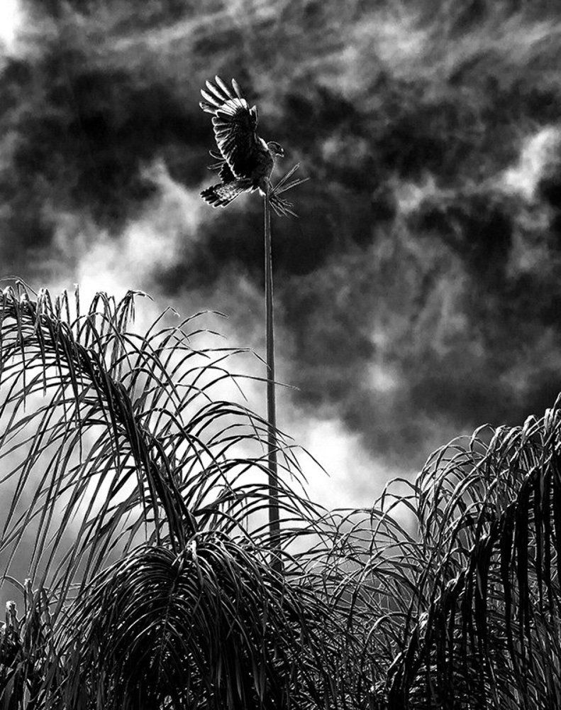 Sparrowhawk Carcará