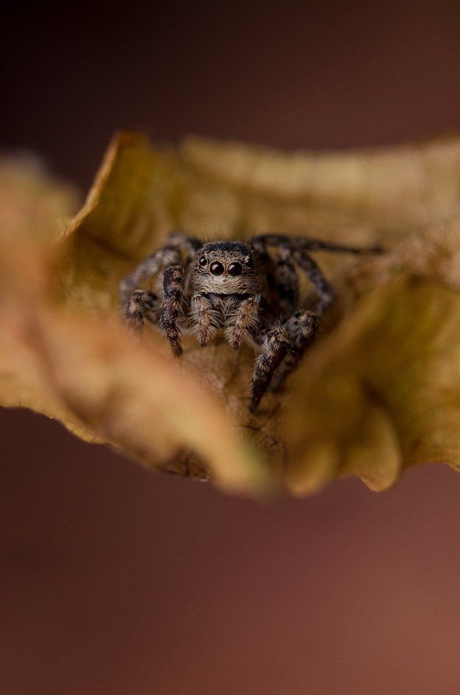 Перед прыжком