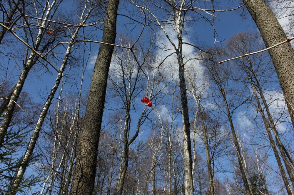 Небо, калина и березовый сок