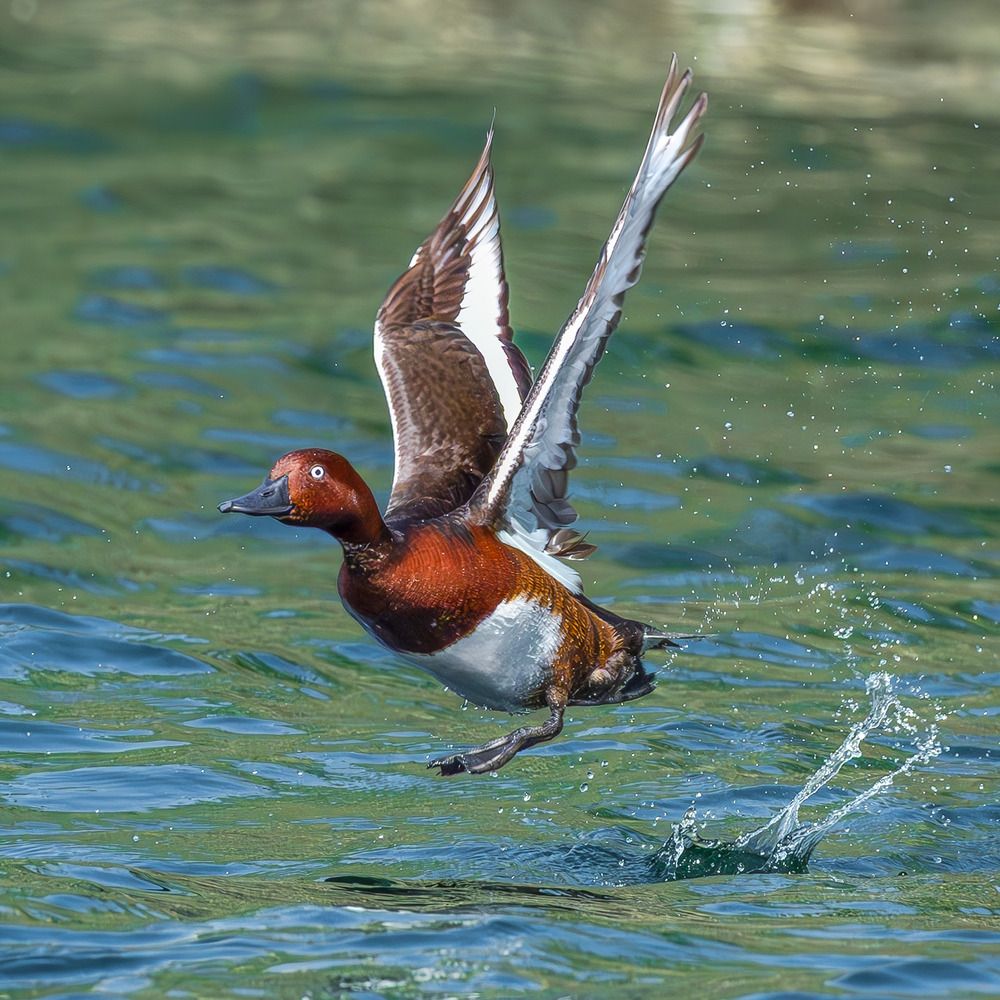 Ferruginous Duck
