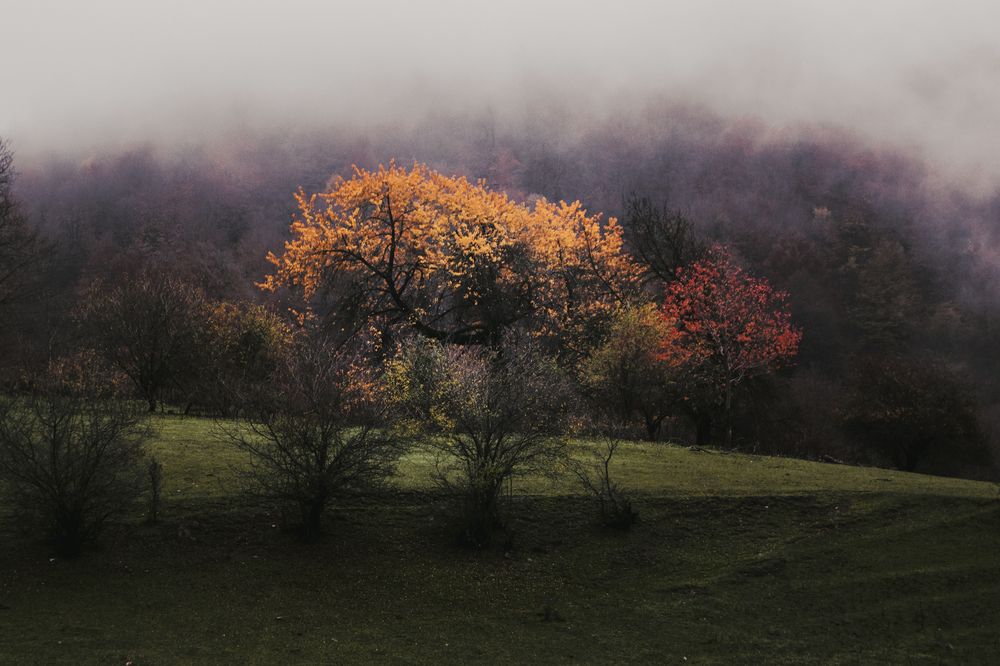 Фотография автора Talal Abodeshish