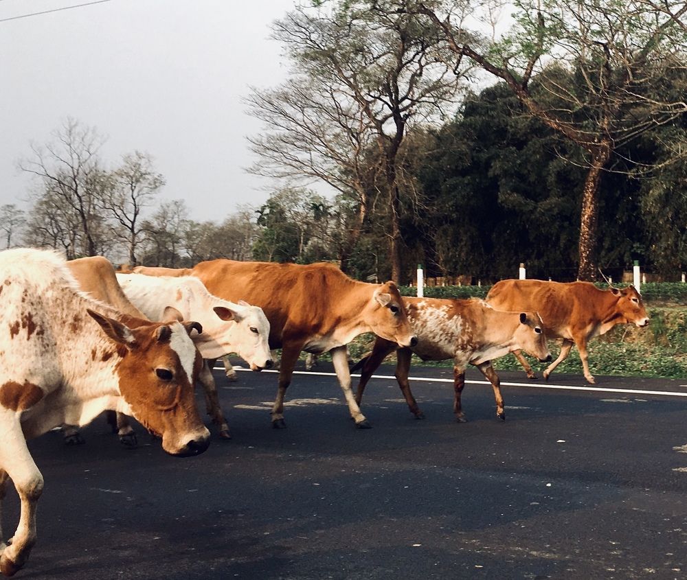 Country Style Traffic Jam
