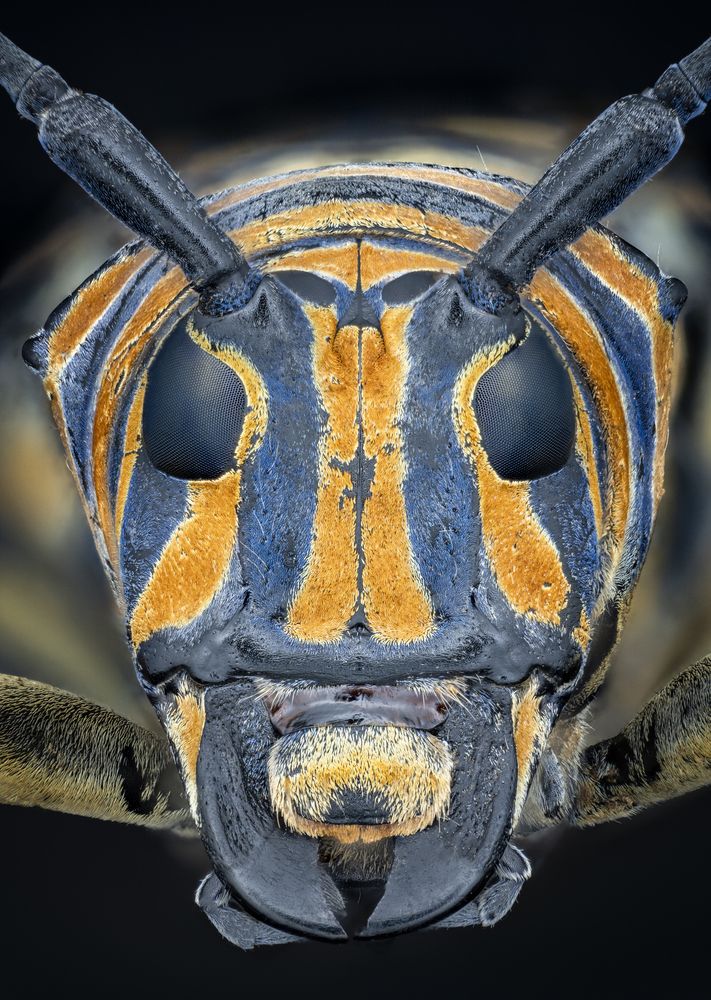 Sternotomis bohemani