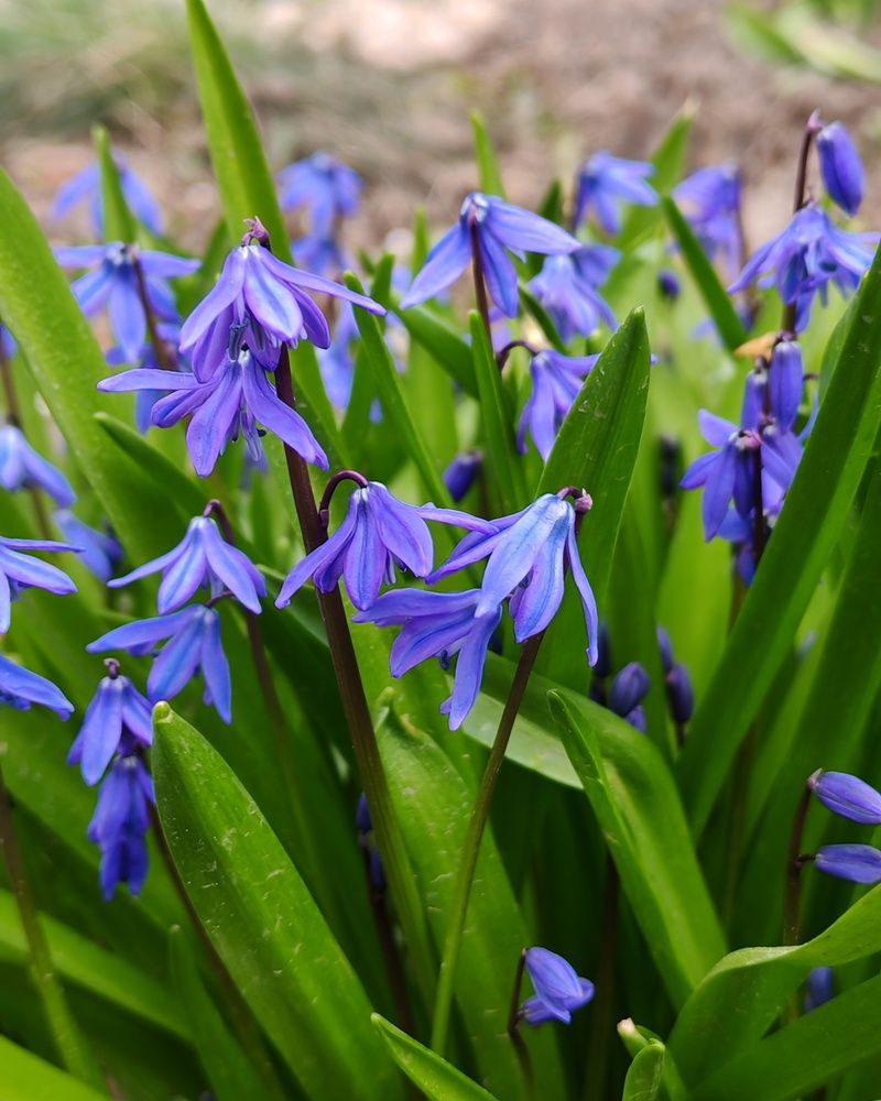 Первые цветы