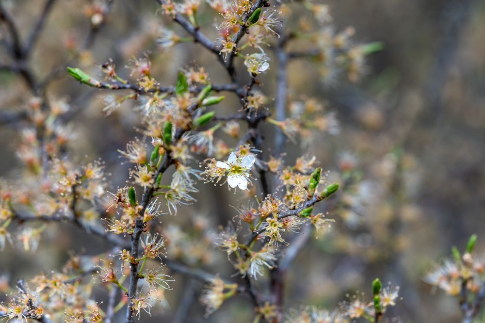 Фотография автора Ruslan Badykov