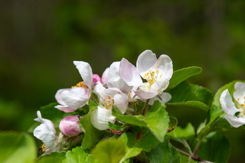 Фотография автора Ruslan Badykov