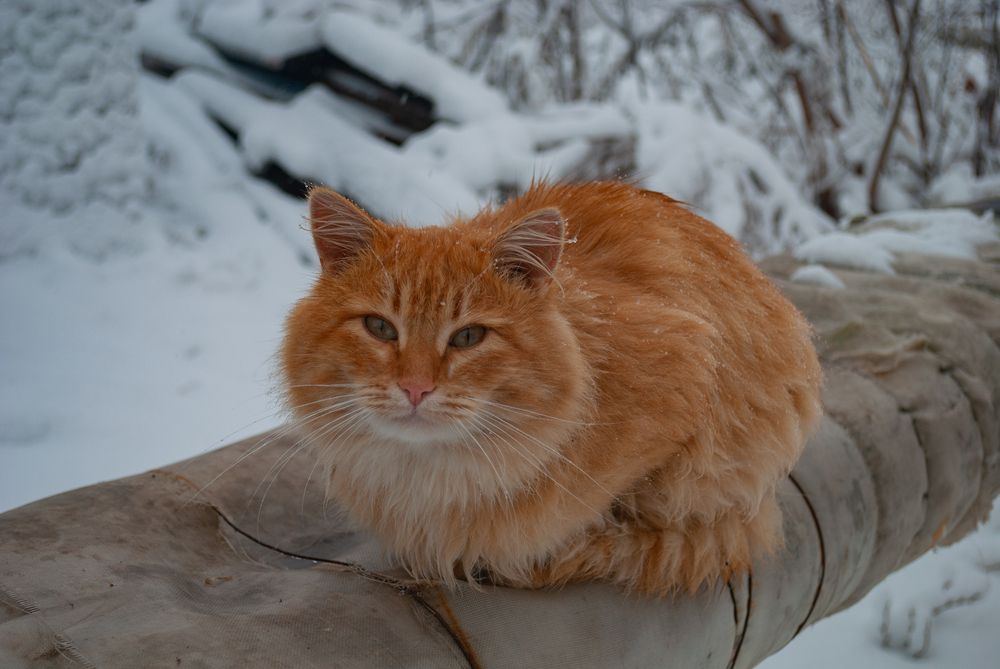 Photograph by Сергей Евсеев