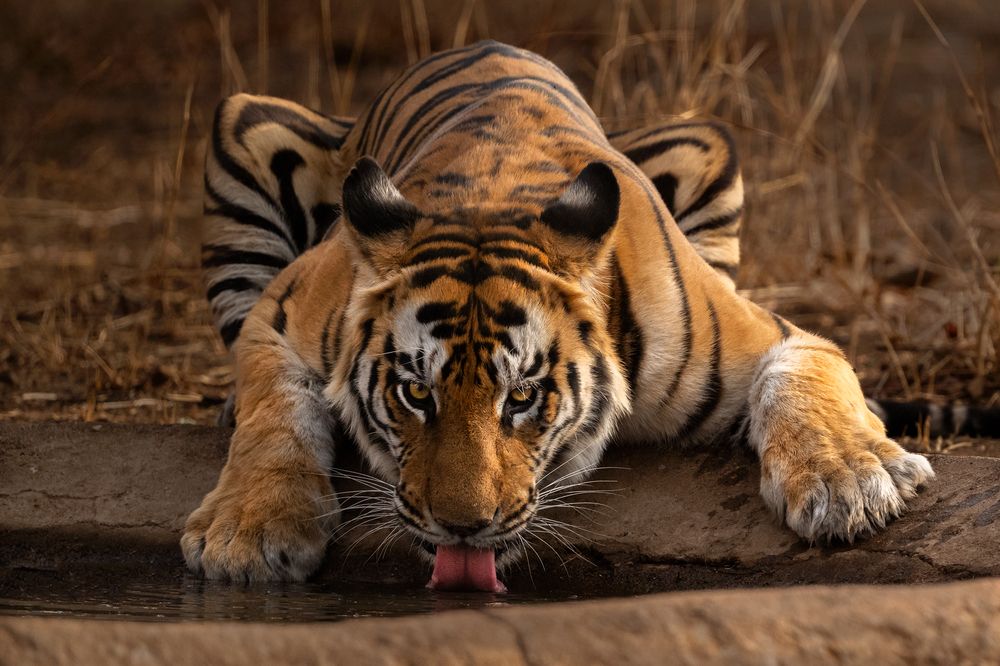 Фотография автора Soumik Biswas