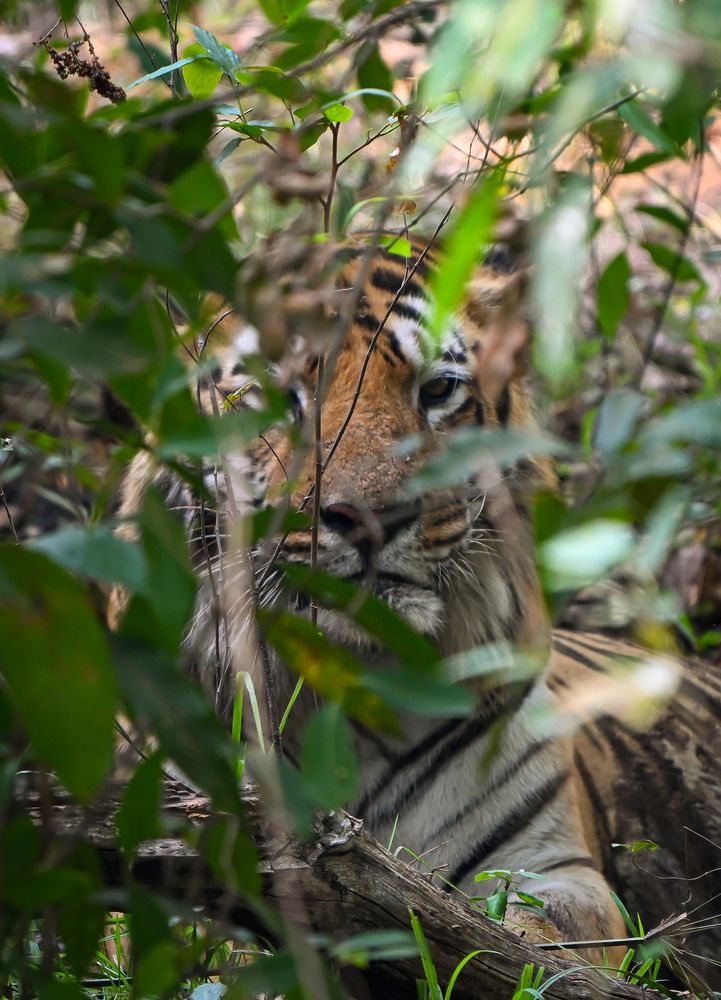 Photograph by Vikrant Khedekar