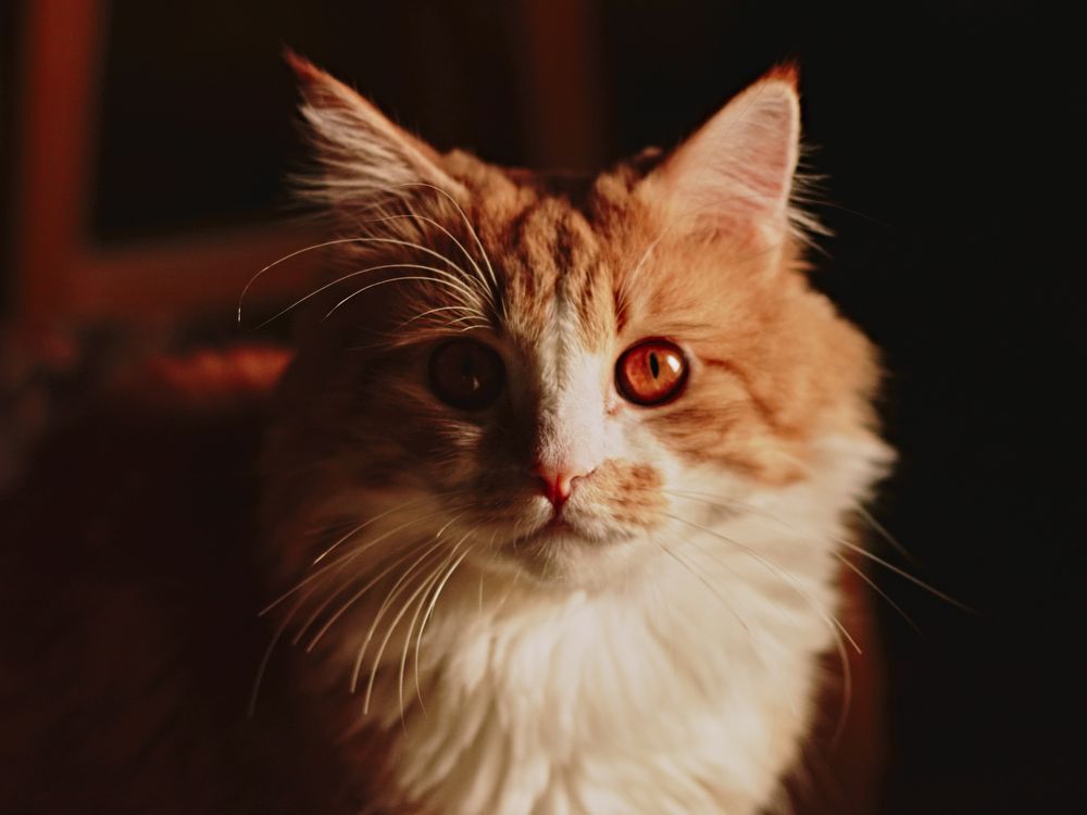 A warm, cozy portrait of a fluffy orange and white cat with captivating amber eyes, bathed in gentle, natural light.