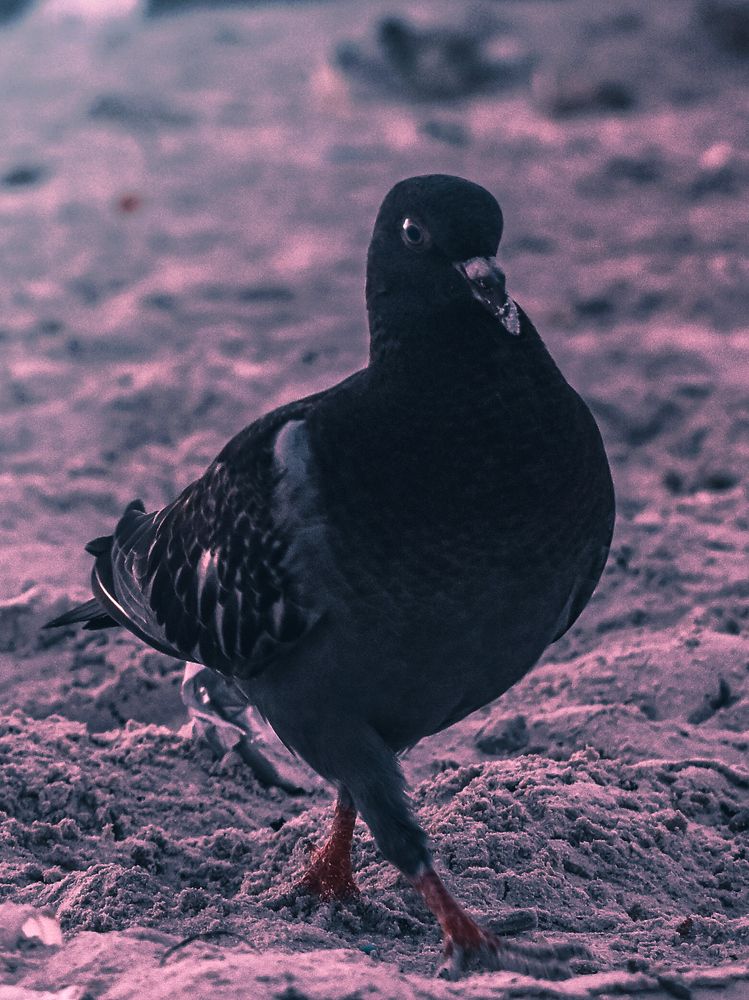 Photograph by NADER AYMAN