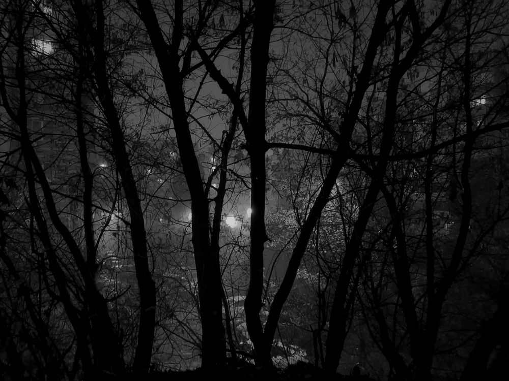 За черными деревьями