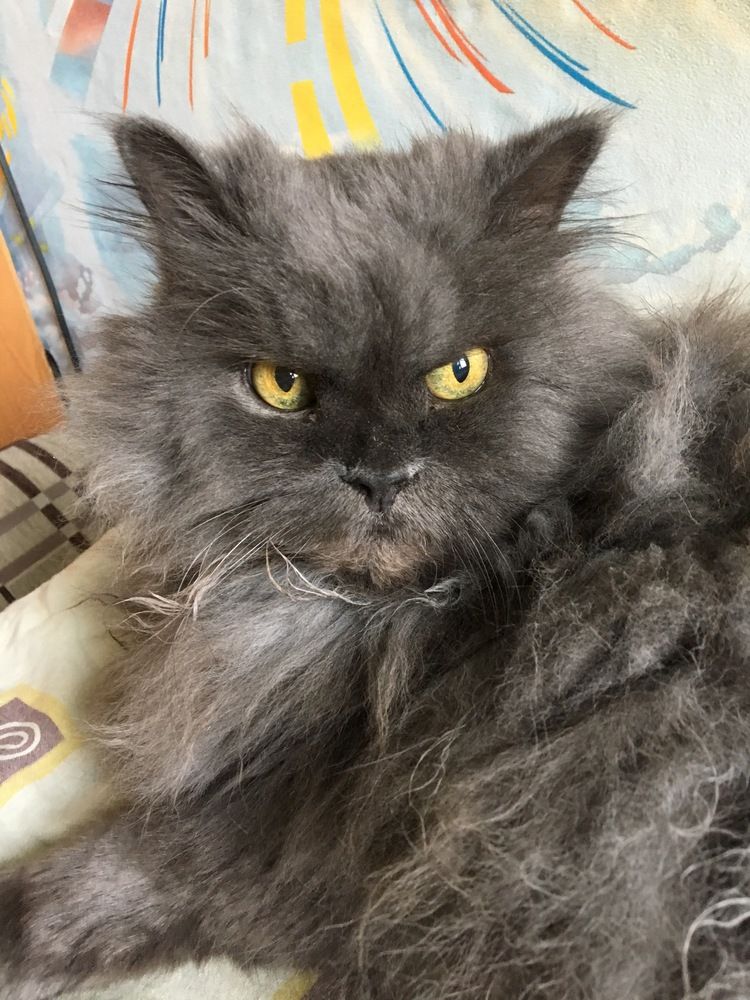 Фотография автора Елена