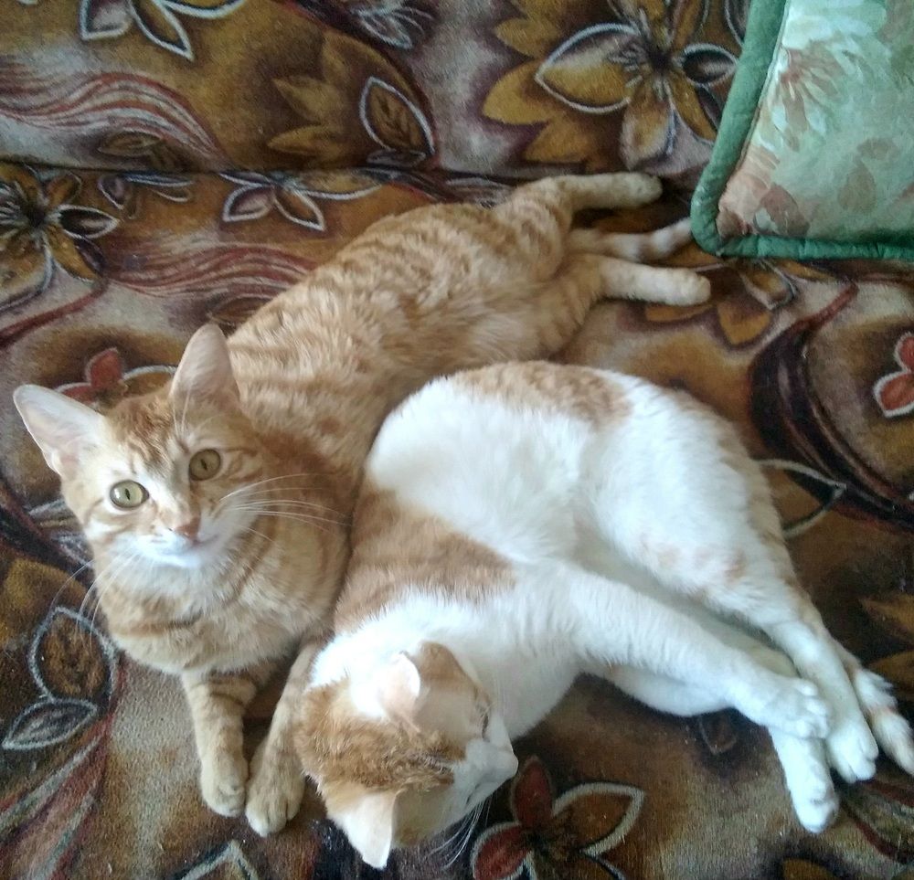 Photograph by Васильева Львовна