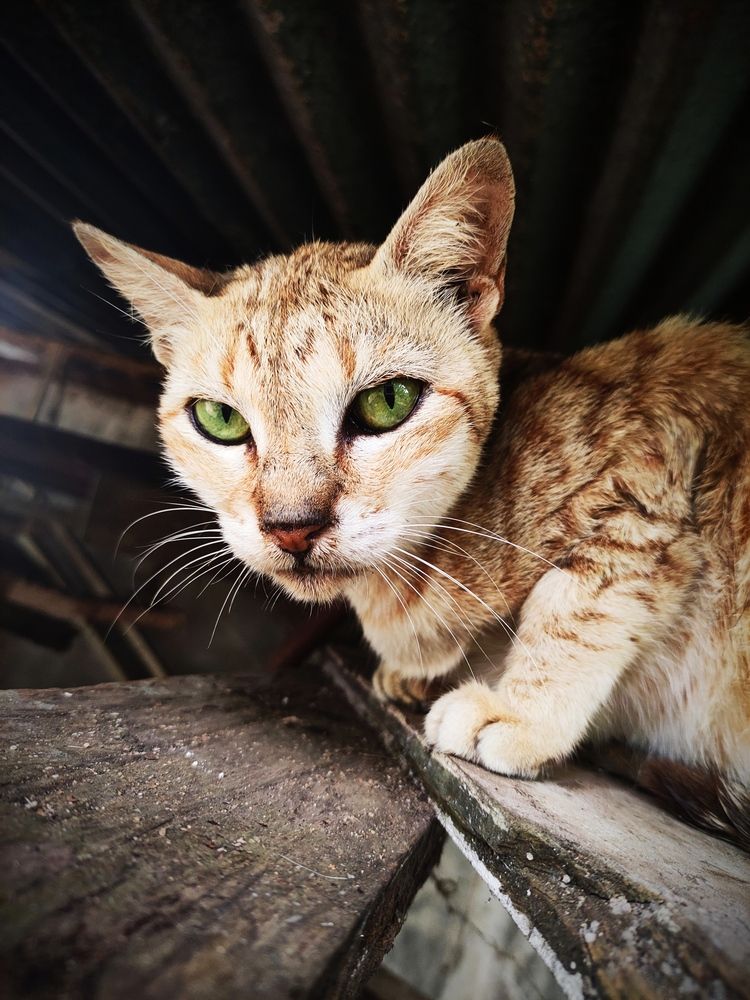 Photograph by Ameen Ahmed L