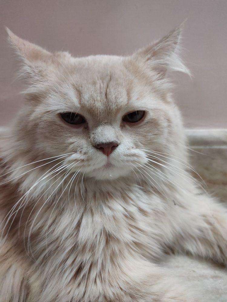 Photograph by Ameen Ahmed L