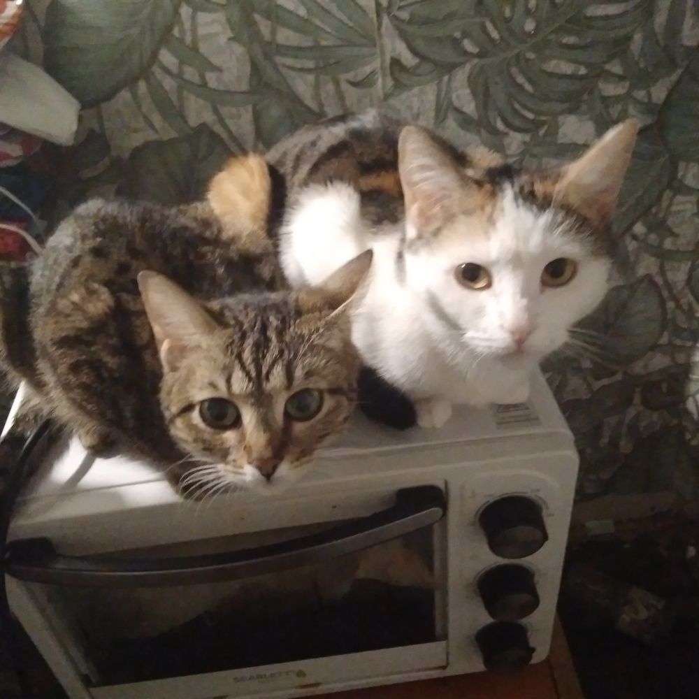 Photograph by Васильева Львовна