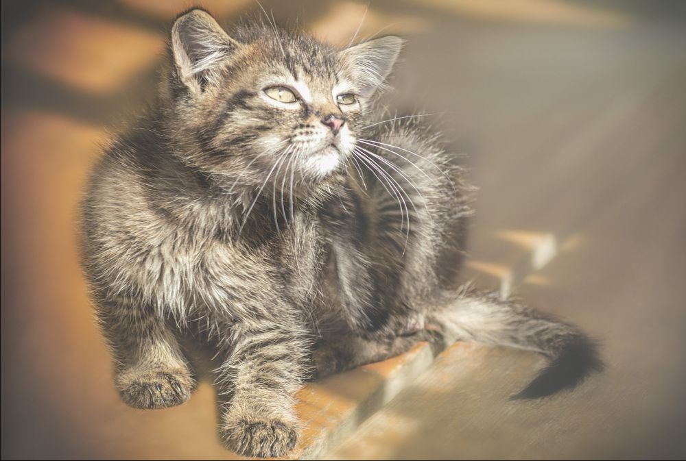 Котик Василий.