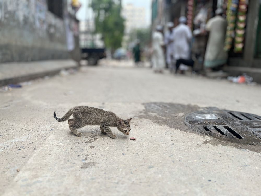 Фотография автора Washiful Majid