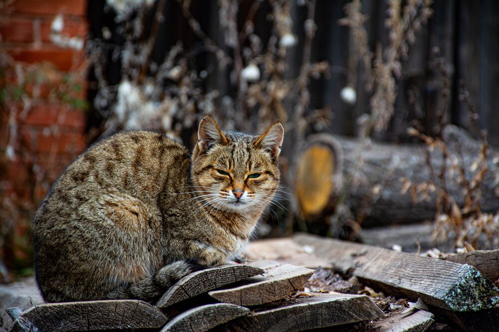 Photograph by Людмила Баймухаметова