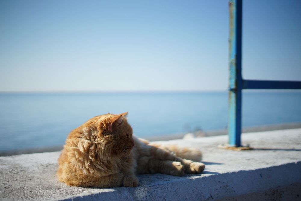 Photograph by Артём Пархоменко