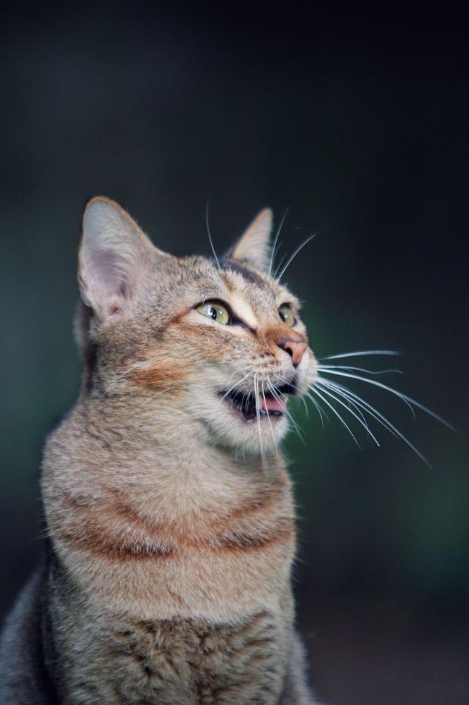 Фотография автора Washiful Majid