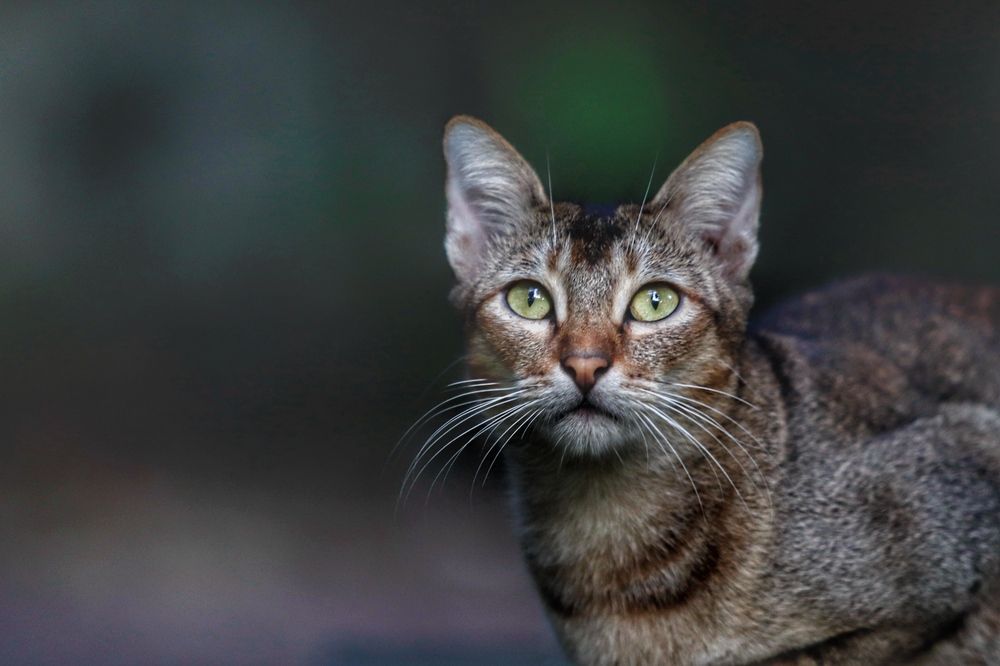 Фотография автора Washiful Majid