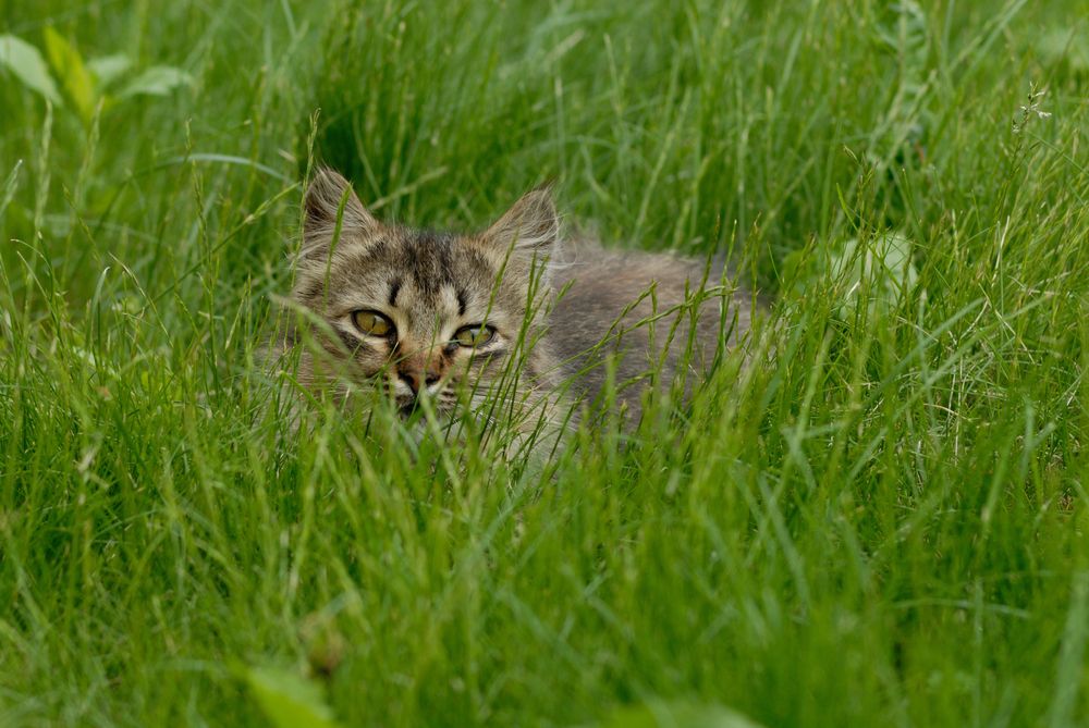Фотография автора Дмитрий Referee