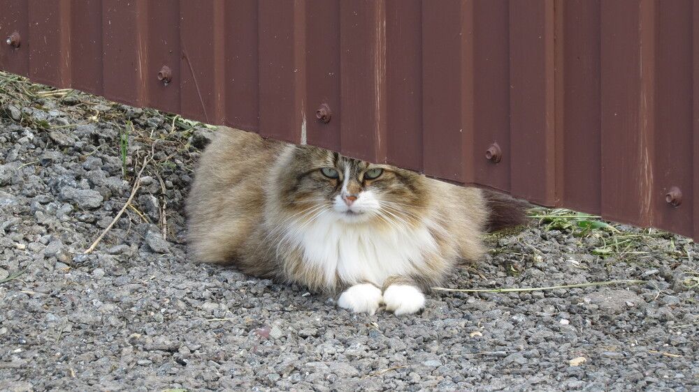 Photograph by Елена Казарина