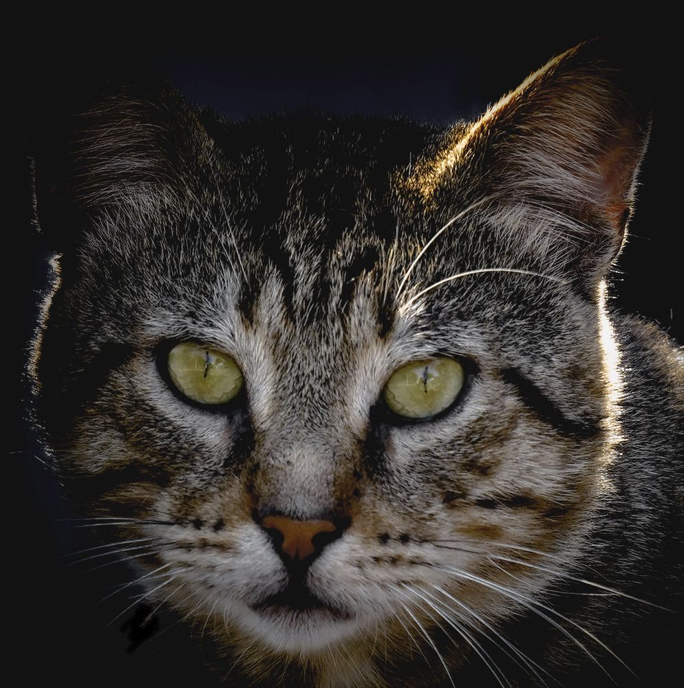 Photograph by Raed Victor Saad