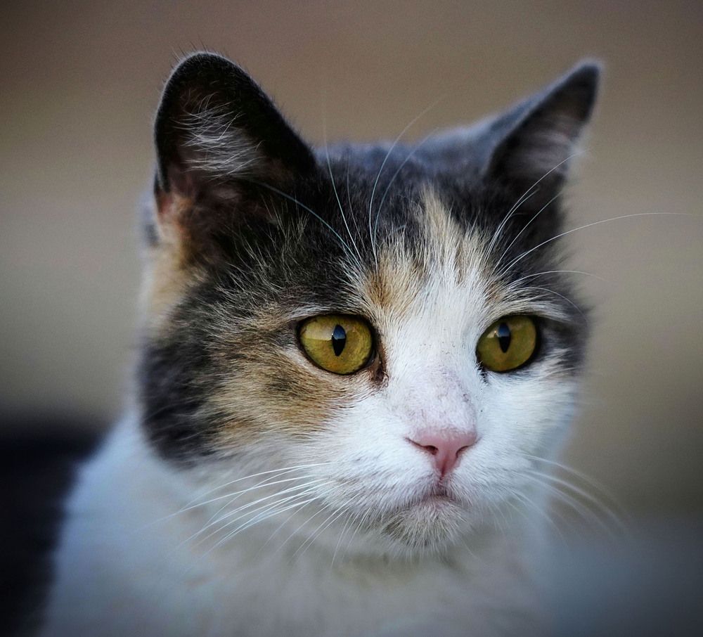 Photograph by Raed Victor Saad