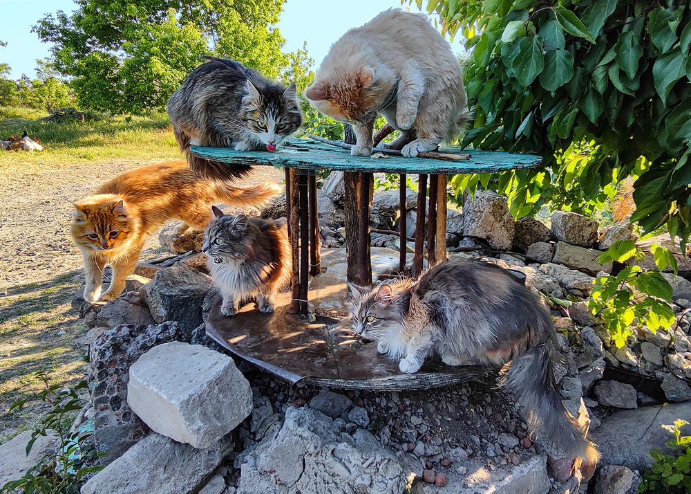 Котейкины пообедалки!