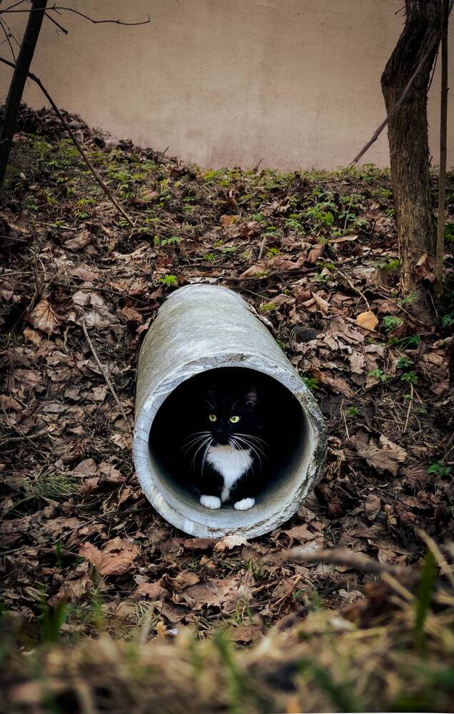 Фотография автора Геннадий Ломеко