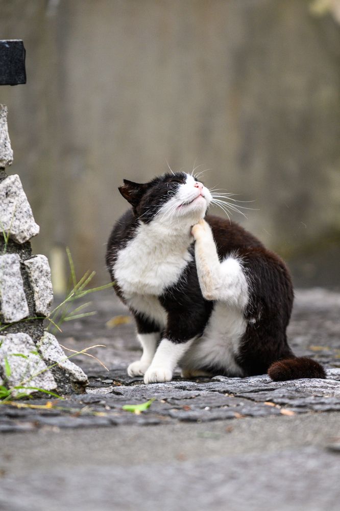 Фотография автора Uesan Aliace