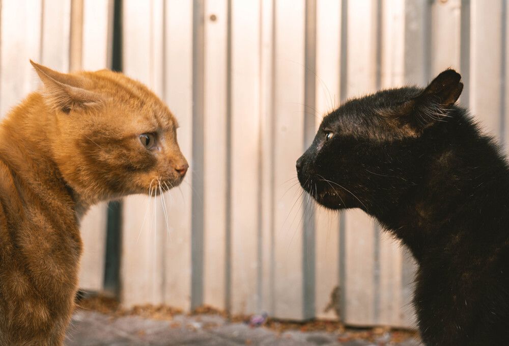 Photograph by Hakan Tunc