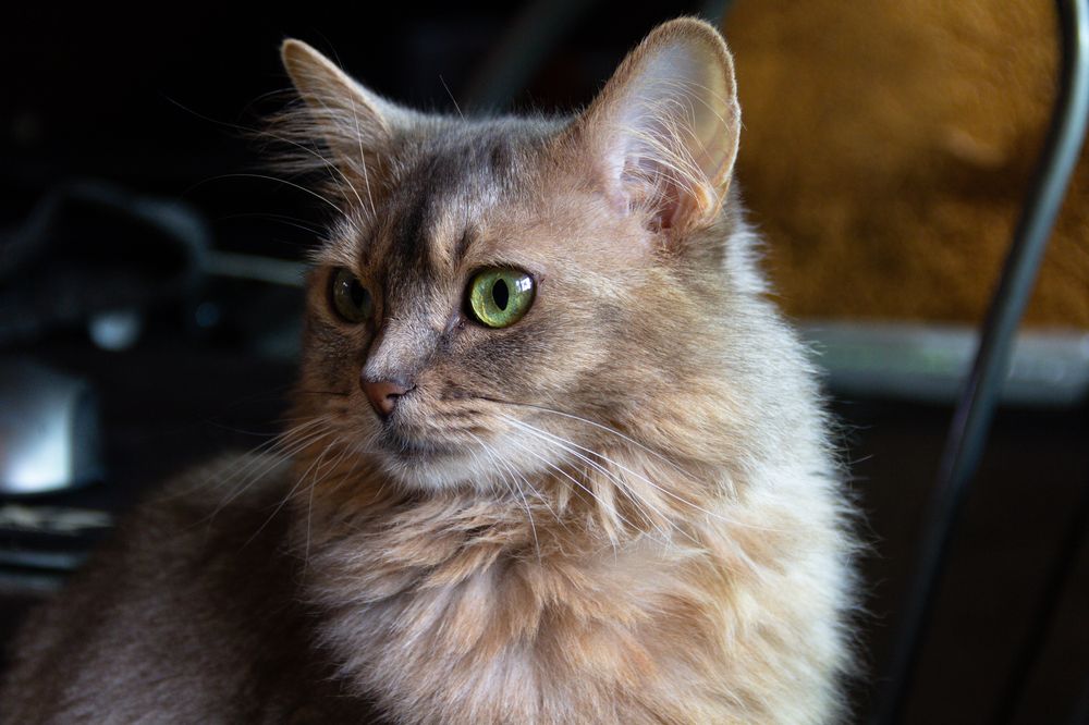 Photograph by Shamonina Marina