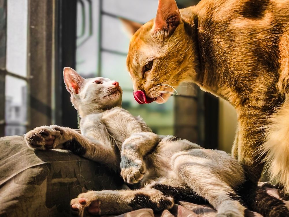 Photograph by Md. Farhan Rahman