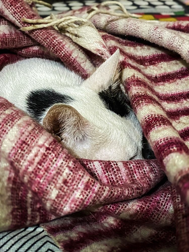 Photograph by Md. Farhan Rahman